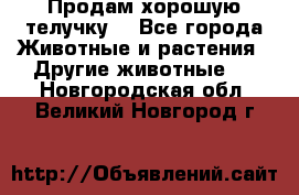 Продам хорошую телучку. - Все города Животные и растения » Другие животные   . Новгородская обл.,Великий Новгород г.